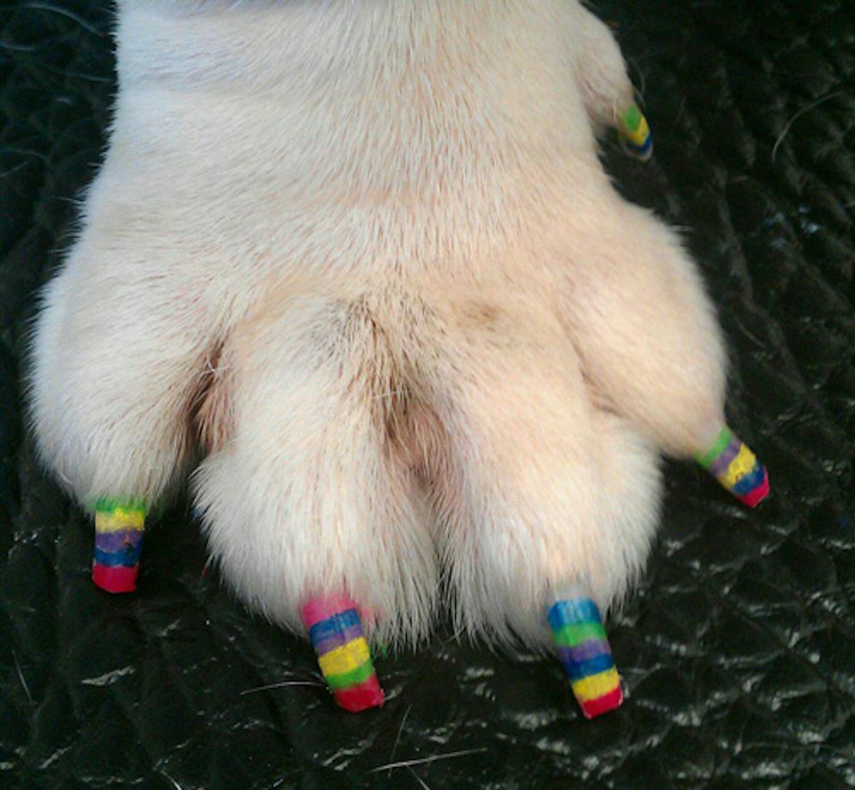 is it dangerous to paint a dogs nails