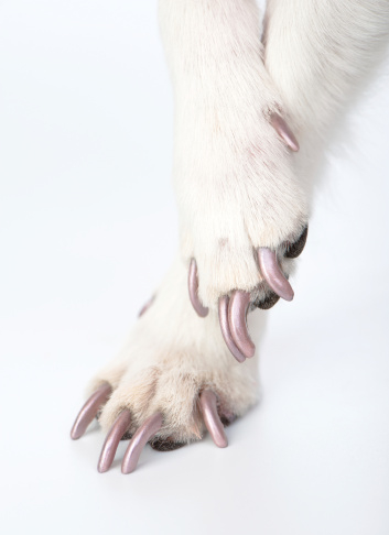 nail pro for dogs
