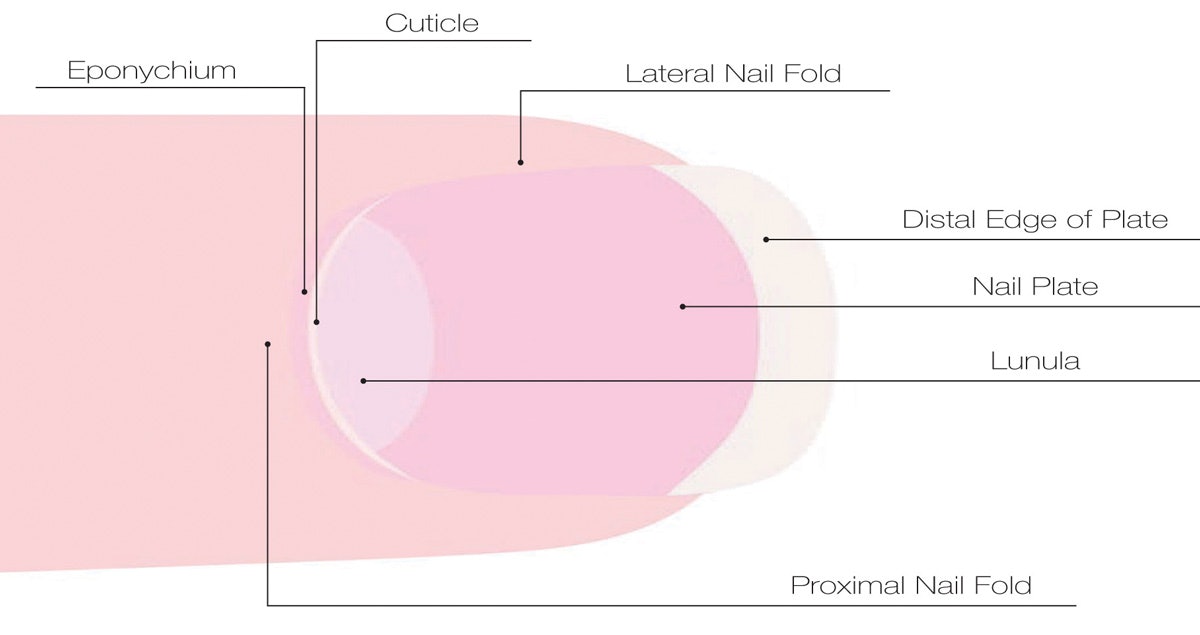Cuticle Guide: Parts of a Cuticle and How to Take Care of Them | Nailpro