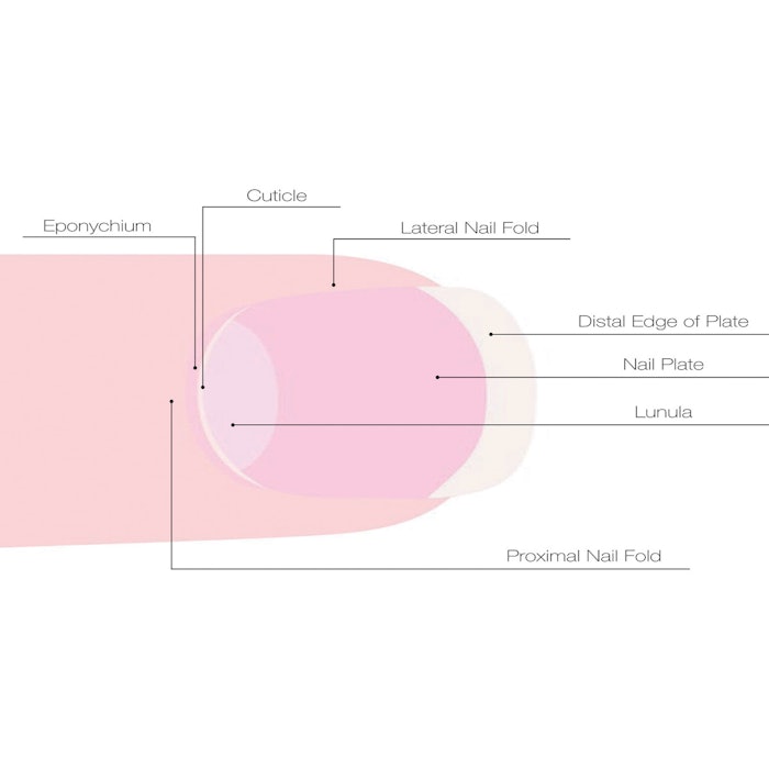 cuticle guide chart