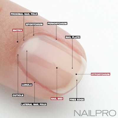 Nail Anatomy: A Professional Primer on the Parts of the Nail | Nailpro
