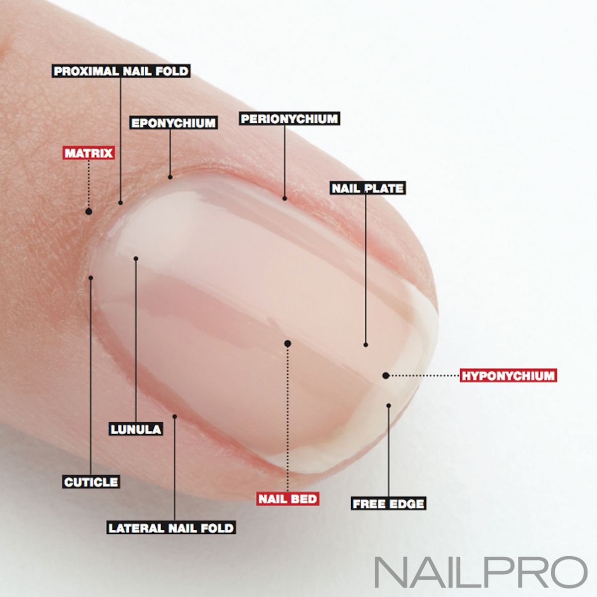 Nail Anatomy A Professional Primer On The Parts Of The Nail Nailpro
