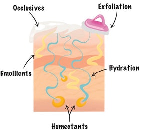 Diagram of Skin by Sarah Ostresh, Ph.D, Sr. Scientist, Product Development, OPI R&D