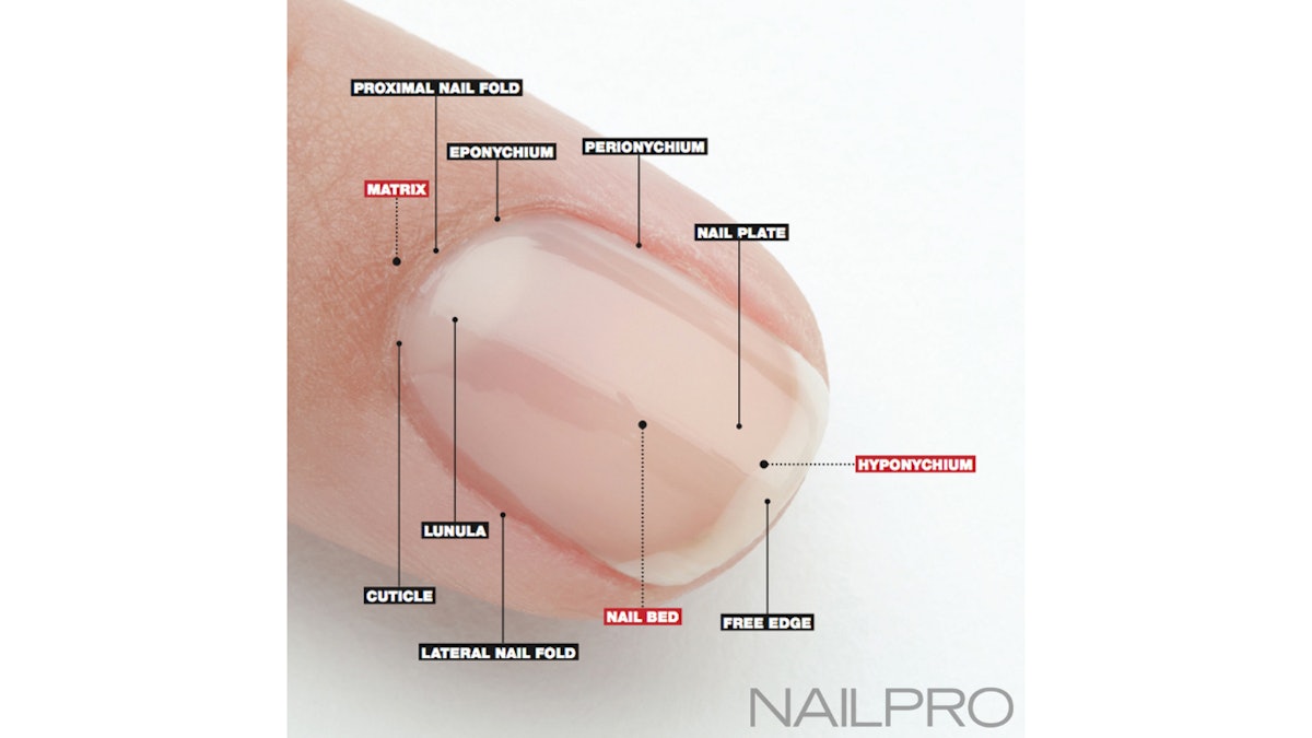 11 Parts of the Nail You Should Know | Nailpro