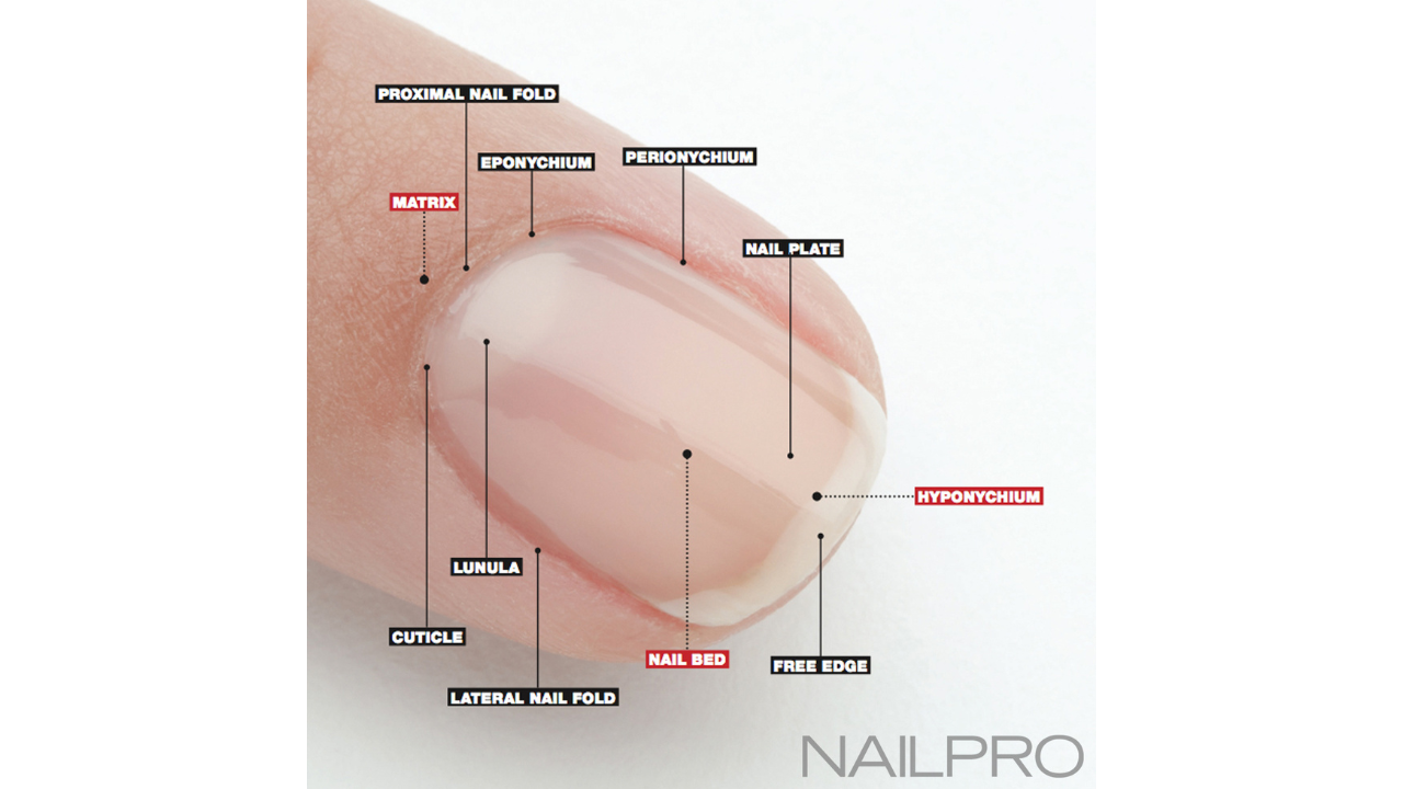 11 Parts of the Nail You Should Know | Nailpro